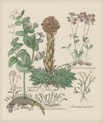 Besler 298 Colored  B2